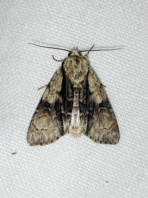 Acronicta alni - éger-szigonyosbagoly
