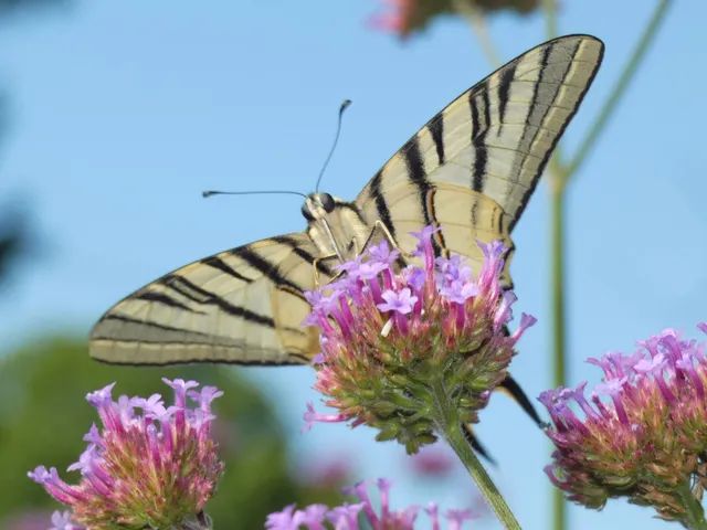 Iphiclides podalirius - kardoslepke
