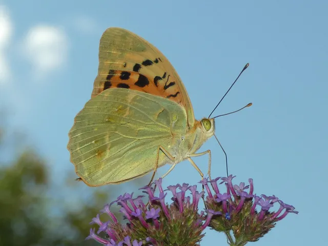 Argynnis pandora - zöldes gyöngyházlepke