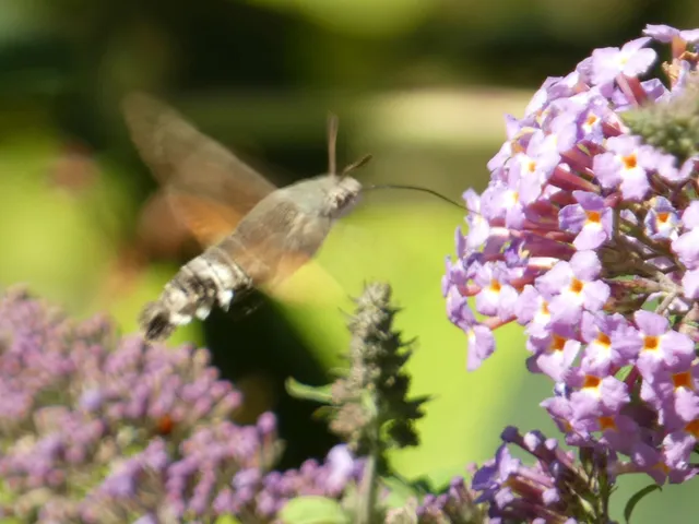 Macroglossum stellatarum - kacsafarkú szender