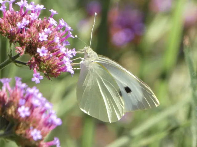 Pieris brassicae - káposztalepke