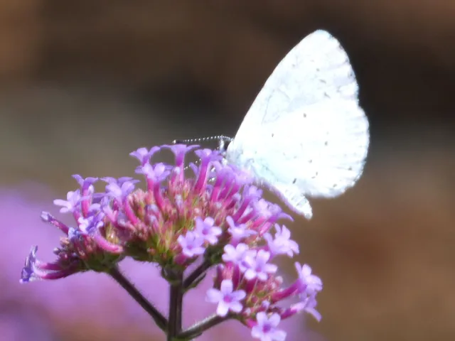 Celastrina argiolus - bengeboglárka