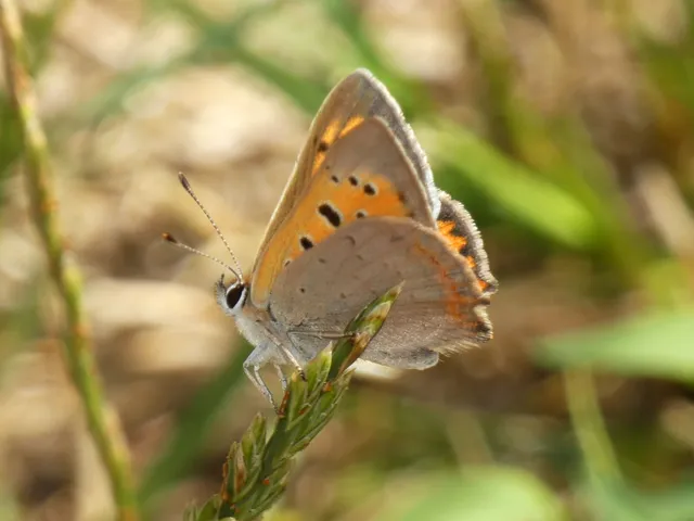 Lycaena phlaeas - közönséges tűzlepke