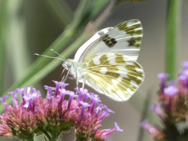 Pontia edusa - rezedalepke