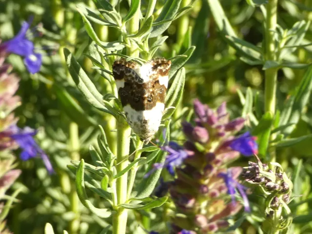 Acontia lucida - fehér nappalibagoly
