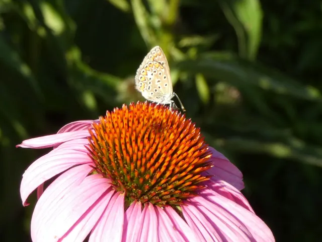 Polyommatus icarus - közönséges boglárka