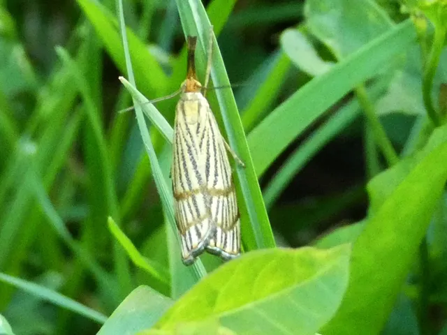 Chrysocrambus linetella - déli fűgyökérmoly