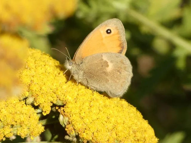 Coenonympha pamphilus - kis szénalepke