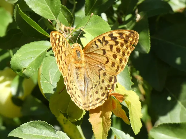 Argynnis pandora - zöldes gyöngyházlepke