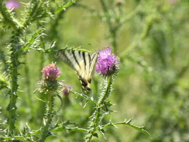 Iphiclides podalirius - kardoslepke
