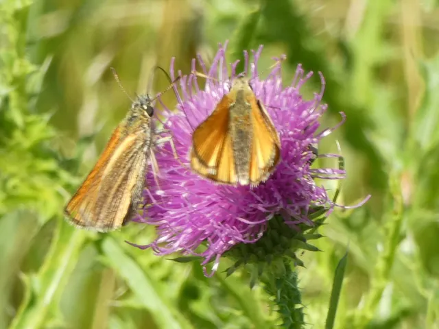 Thymelicus lineola - vonalas busalepke
