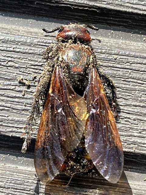 Megascolia maculata - óriás-tőrösdarázs
