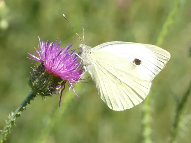 Pieris brassicae - káposztalepke
