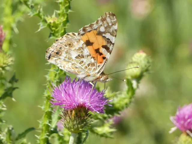 Vanessa cardui - bogáncslepke