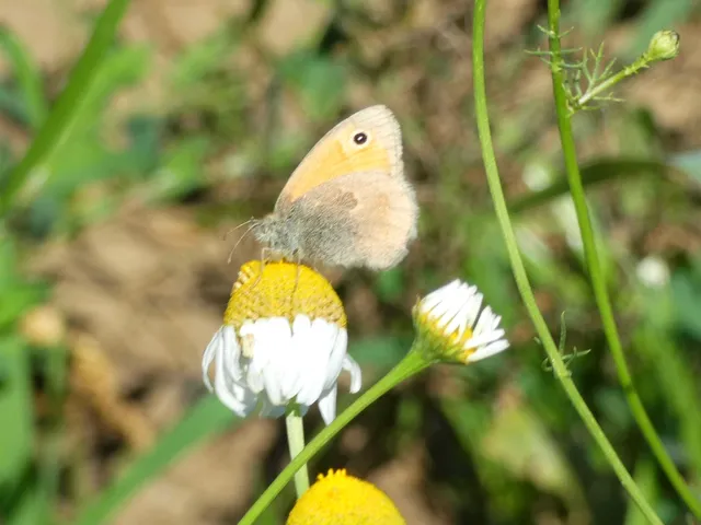 Coenonympha pamphilus - kis szénalepke