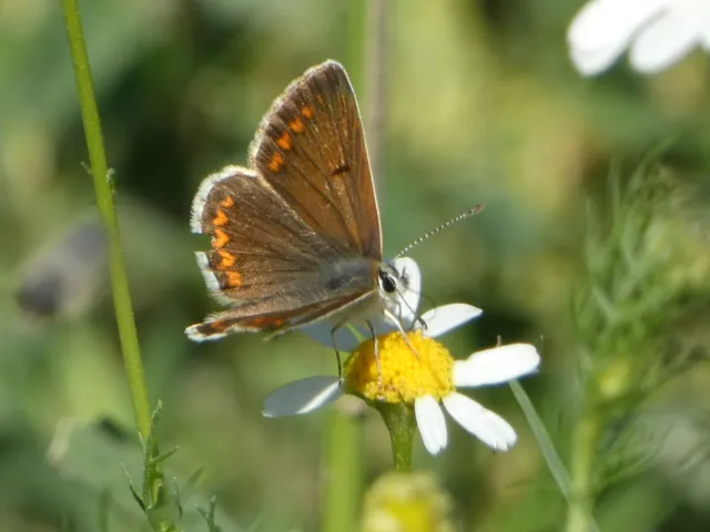 Aricia agestis - szerecsenboglárka