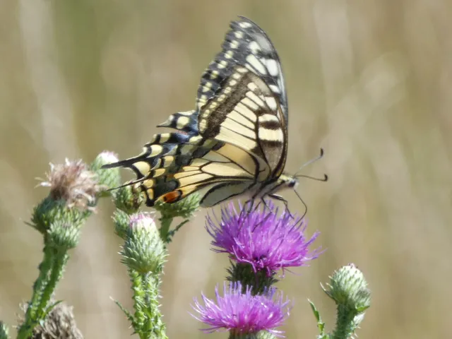 Papilio machaon - fecskefarkú lepke