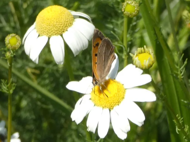 Lycaena phlaeas - közönséges tűzlepke
