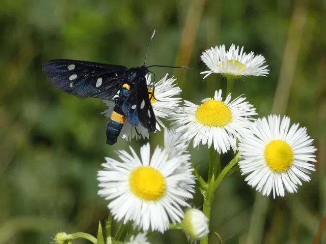 Amata phegea - fehérpettyes álcsüngőlepke