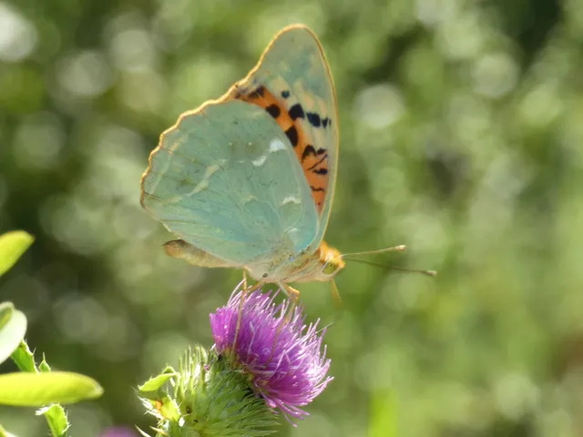 Argynnis pandora - zöldes gyöngyházlepke