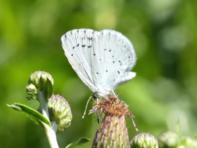 Celastrina argiolus - bengeboglárka