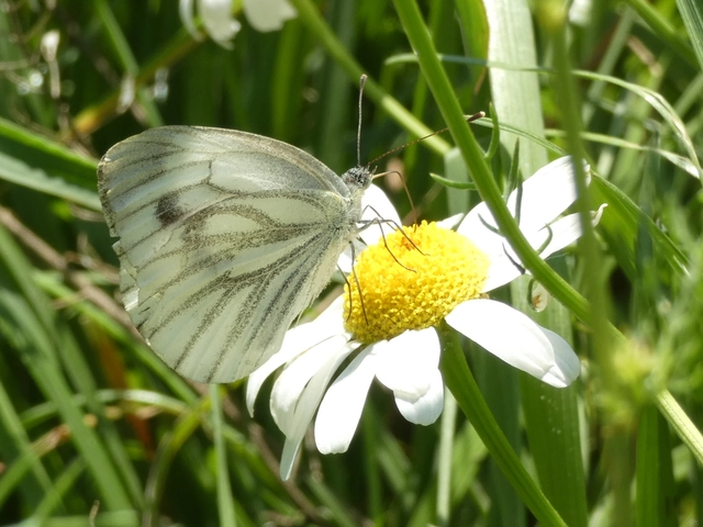 Pieris napi - repcelepke