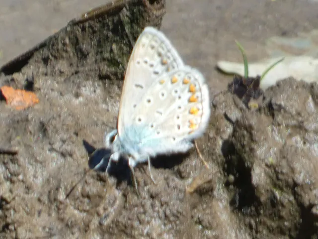 Polyommatus icarus - közönséges boglárka