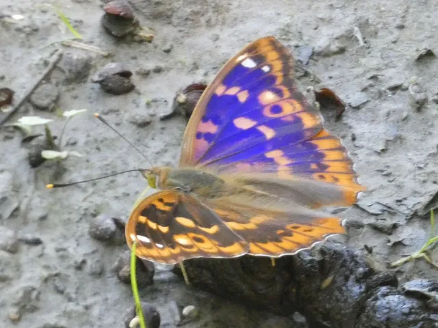 Apatura ilia - kis színjátszólepke