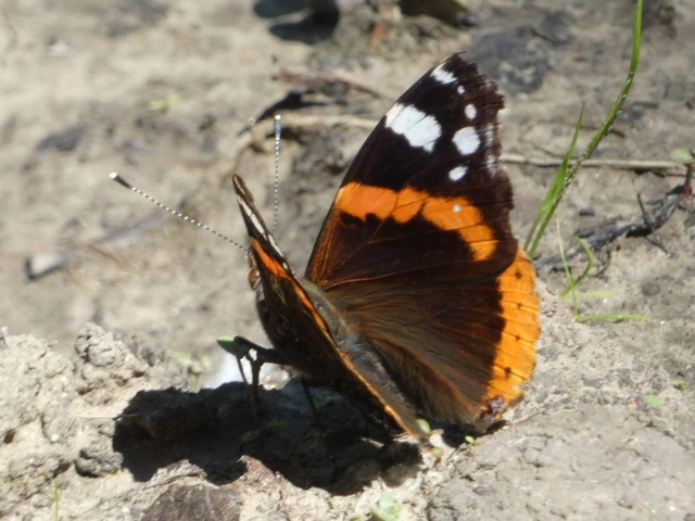 Vanessa atalanta - atalantalepke