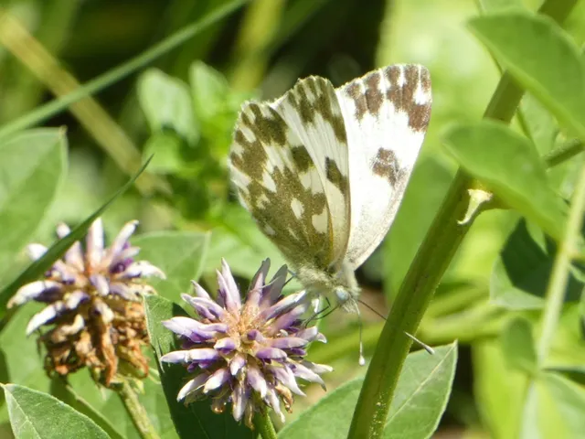 Pontia edusa - rezedalepke