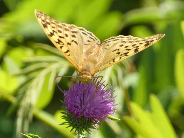 Argynnis pandora - zöldes gyöngyházlepke