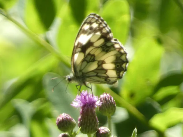 Melanargia galathea - sakktáblalepke