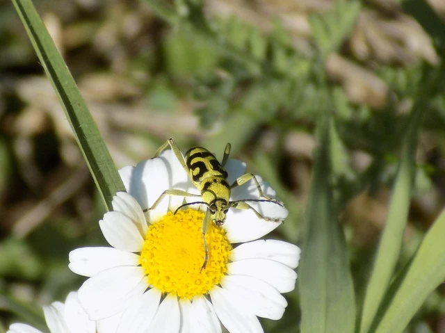 Chlorophorus varius - díszes darázscincér