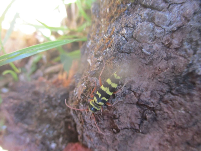 Echinocerus floralis - lucerna-darázscincér