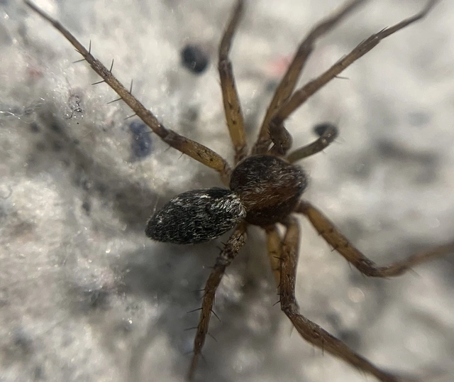 Philodromus cespitum