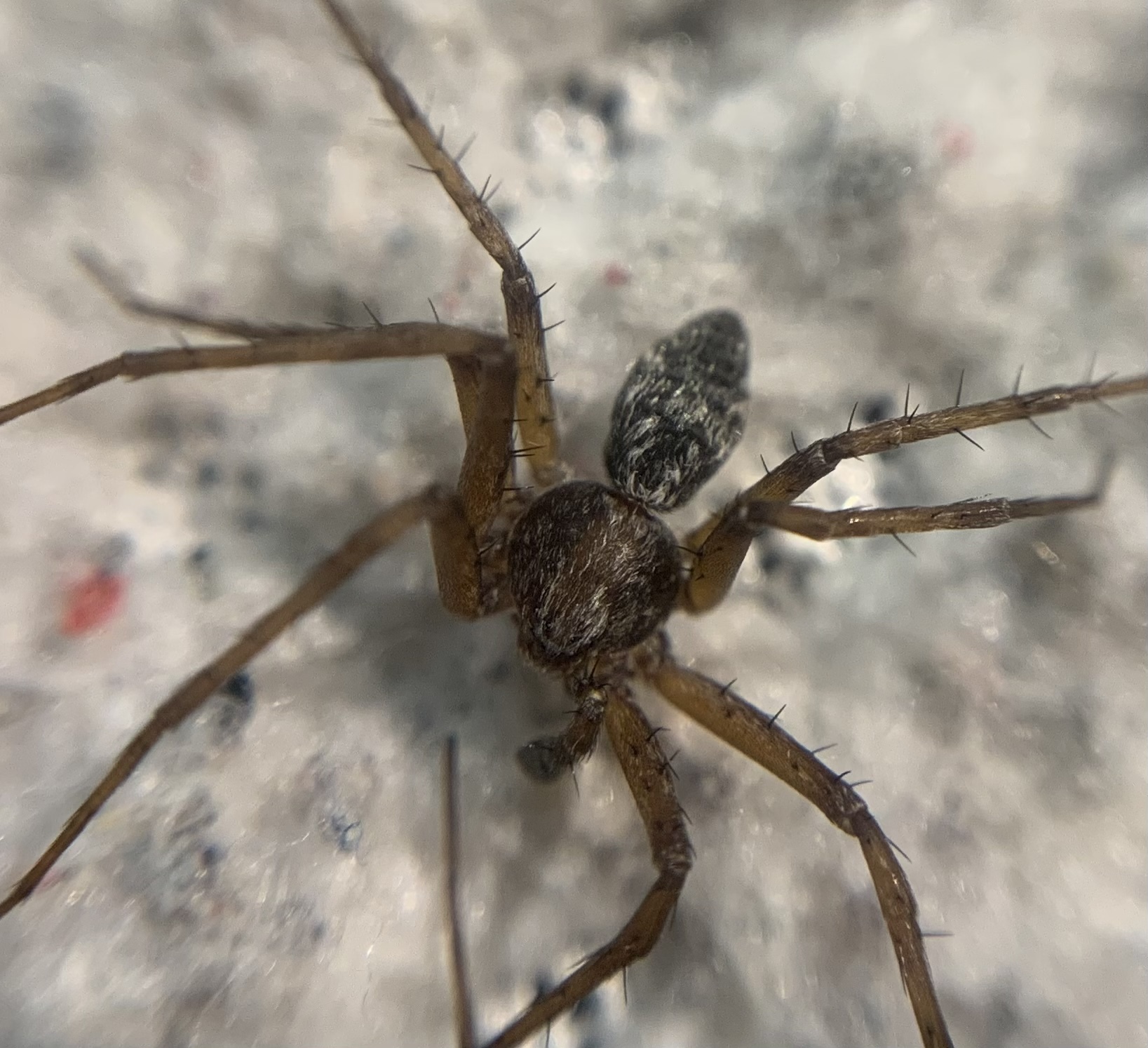 Philodromus cespitum