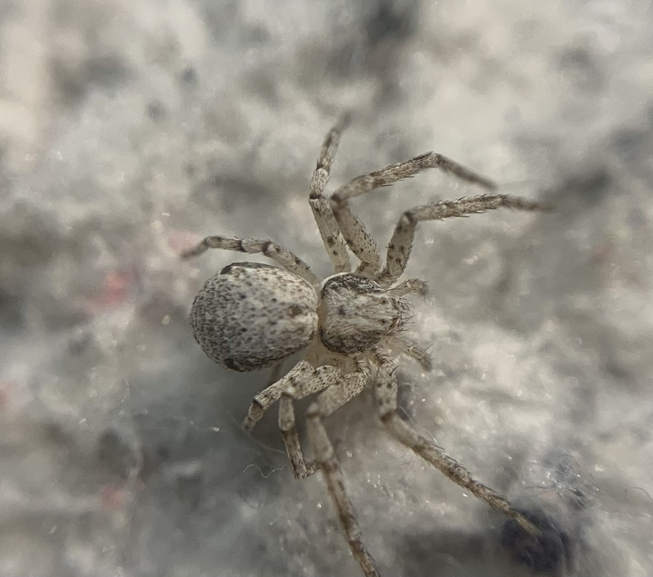 Pulchellodromus ruficapillus