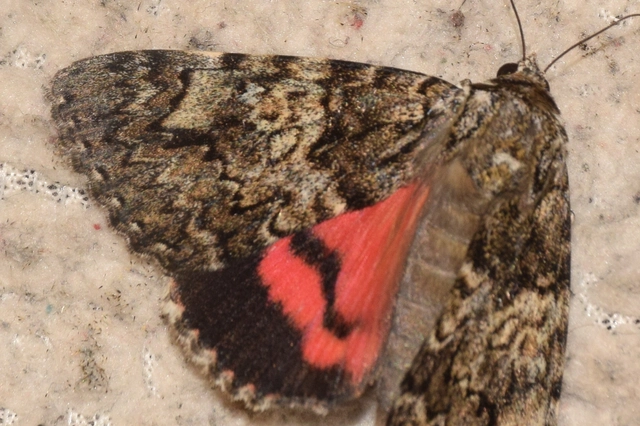 Catocala promissa - kis tölgyfa-övesbagoly