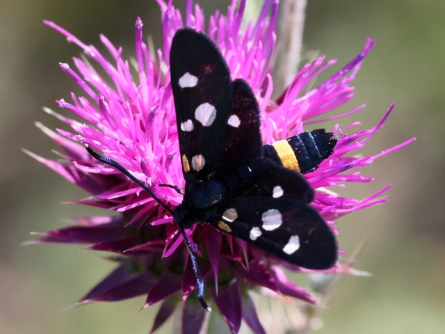 Zygaena ephialtes - változékony csüngőlepke