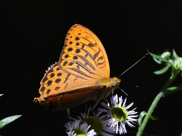 Argynnis paphia - nagy gyöngyházlepke