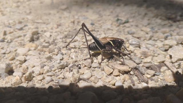 Pholidoptera aptera - nagy avarszöcske