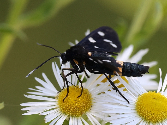 Amata phegea - fehérpettyes álcsüngőlepke