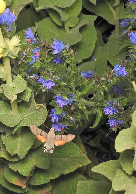 Macroglossum stellatarum - kacsafarkú szender
