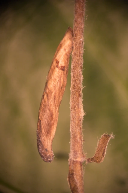 Coleophora gazella - szikesjáró zsákosmoly