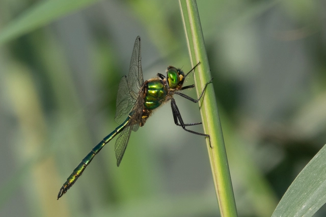 Somatochlora metallica - északi smaragdszitakötő