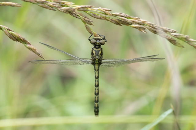 Onychogomphus forcipatus - gyűrűs folyami-szitakötő