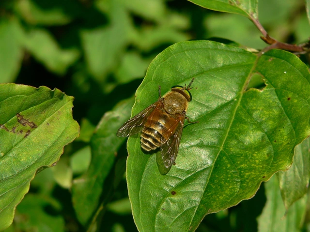 Philipomyia