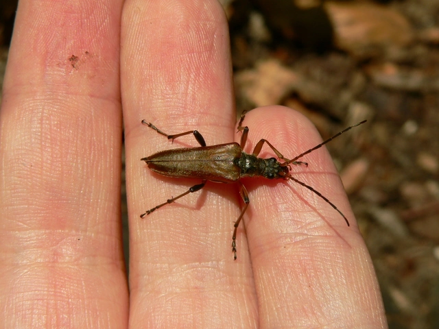 Stenocorus meridianus - fűz-gyökércincér