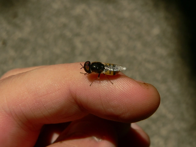 Stratiomyidae - katonalégyfélék