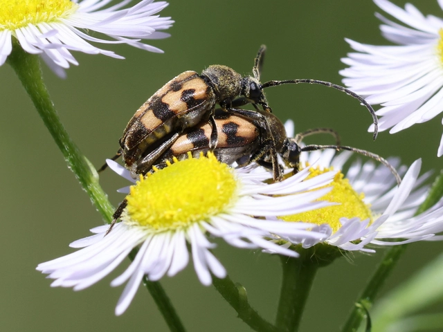 Pachytodes erraticus - rajzos virágcincér